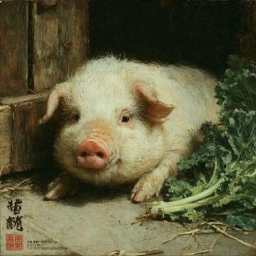 夏季圈舍養豬(夏季養豬常識)
