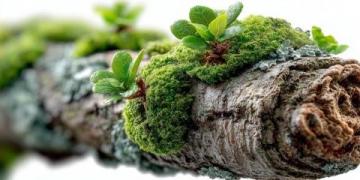 苔蘚養護四大注意(苔蘚愛護常識)