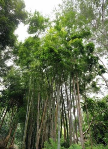 深圳黃花風鈴木盛放打卡地大盤點:金色隧道、金色河谷,美不勝收!