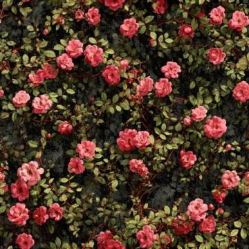 美倫堡薔薇花墻全攻略:避開人群,觸手可及的五顏六色花朵