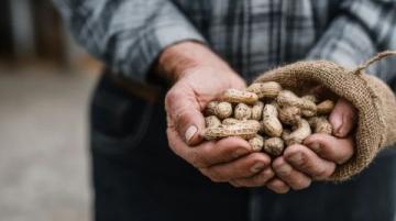 花生種植全攻略：從選種、育苗到高產(chǎn)收成的實(shí)用技巧