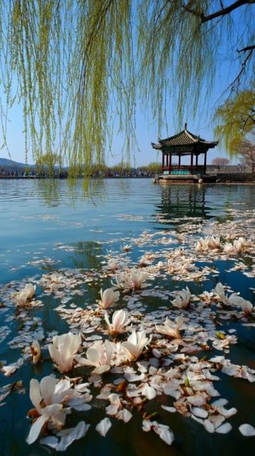滎陽豐樂櫻花園賞花指南:免門票詳情及游玩攻略