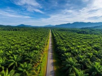 大商所推動棕櫚油期貨國際化業(yè)務深度融合