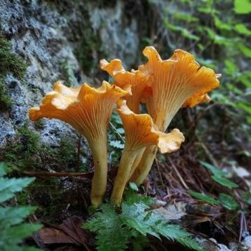 科普知識(shí)野生菌食用寶典
