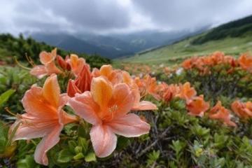 貴州畢節(jié)百里杜鵑風(fēng)景區(qū)攻略（門票花期交通及游玩推薦）