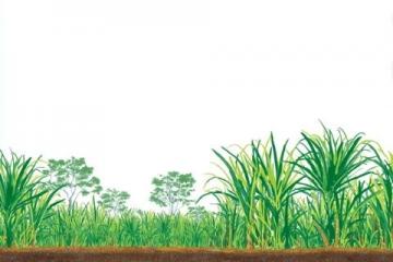 如何種植甘蔗：甘蔗種植基礎(chǔ)知識