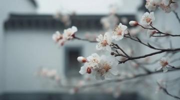 天津清明賞花哪里好?這份海棠花觀賞指南請收好!