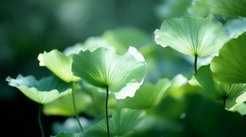 菏澤萬畝荷塘是魯西南地區夏季賞荷、生態體驗的熱門目的地