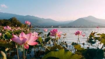 菏澤萬畝荷塘是魯西南地區夏季賞荷、生態體驗的熱門目的地