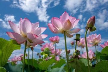 百科冷知識:蓮藕種植方法詳解