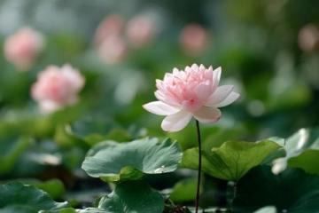 百科冷知識:蓮藕種植方法詳解