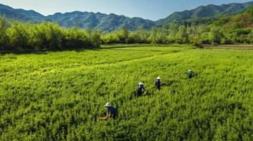 農(nóng)歷三月，農(nóng)人忙碌耕作時(shí)節(jié)來臨