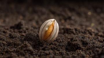 花生種植全攻略：從選種、育苗到高產(chǎn)收成的實(shí)用技巧