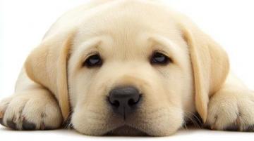 如何有效護理拉布拉多犬的牙齒健康?