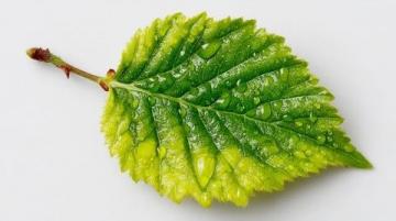 如何用小蘇打焯煮苧麻葉？這種方法比石灰更安全有效