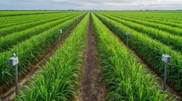 如何種植甘蔗：甘蔗種植基礎(chǔ)知識