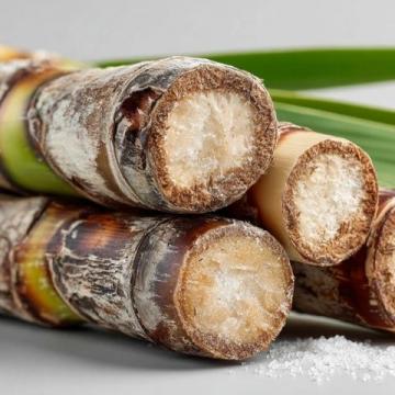 如何種植甘蔗：甘蔗種植基礎(chǔ)知識