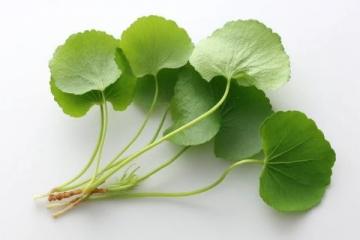百科冷知識:蓮藕種植方法詳解