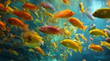 三點必知!養殖青魚的水深度、密度和水環境管理秘籍