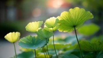 菏澤萬畝荷塘是魯西南地區夏季賞荷、生態體驗的熱門目的地