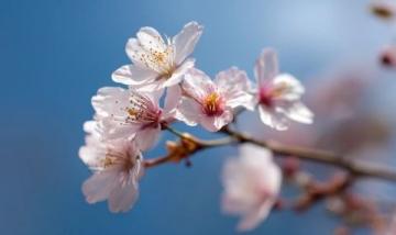 日本東北13日賞櫻精華游記