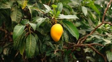 蠔油芒果:黑暗料理的新高峰