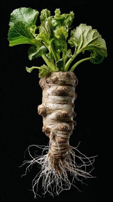 百科冷知識:蓮藕種植方法詳解