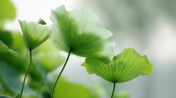 百科冷知識:蓮藕種植方法詳解