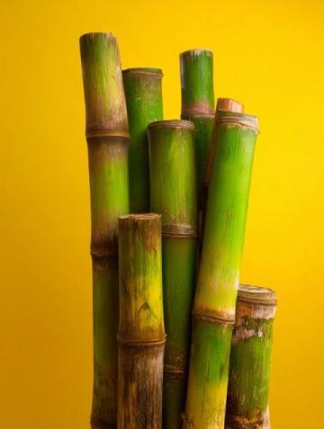 如何種植甘蔗：甘蔗種植基礎(chǔ)知識