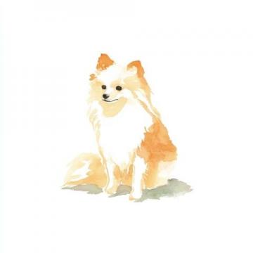 萌寵日記：云朵般柔軟的博美犬歡樂(lè)日常