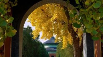 青州古城探秘：大槐樹(shù)煎包美味之旅