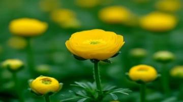 大理菜市場的詳細攻略:新鮮美食與人間煙火氣探索指南