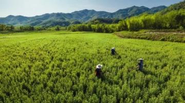 和邑村春日盛景:油菜花節(jié)暨美食節(jié)精彩開幕