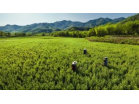 和邑村春日盛景：油菜花節(jié)暨美食節(jié)精彩開幕