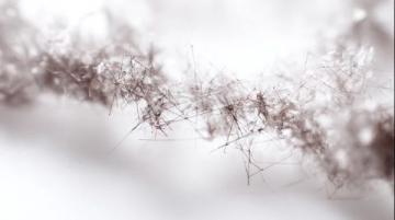 糖分轉(zhuǎn)化碳鏈，為生命提供能量源泉