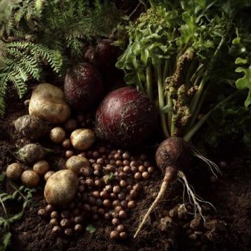 花生種植全攻略：從選種、育苗到高產(chǎn)收成的實(shí)用技巧