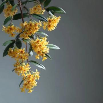 漲知識了！原來這是連翹花小鼓掌這個野花不簡單！