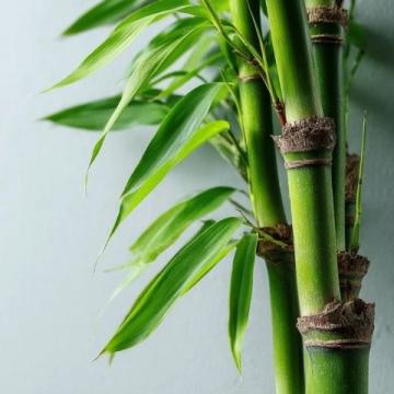 春筍鮮嫩上市，春日味蕾盛宴，探尋健康活力之源