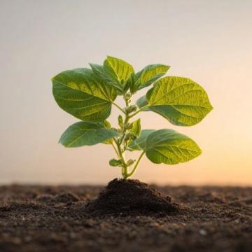 花生種植全攻略：從選種、育苗到高產(chǎn)收成的實(shí)用技巧