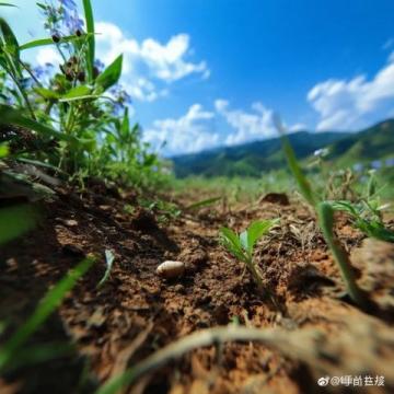 廣西一大家子上山掃墓無一人帶打火機：全是高材生無一人拎打火機油網友：這波操作服了！