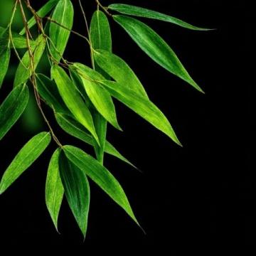 春筍鮮嫩上市，春日味蕾盛宴，探尋健康活力之源