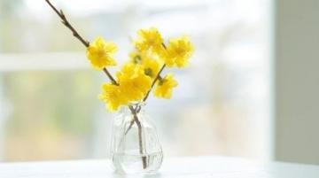 漲知識了！原來這是連翹花小鼓掌這個野花不簡單！