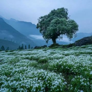 貴州賞櫻觀杜鵑攻略:花開時節莫錯過