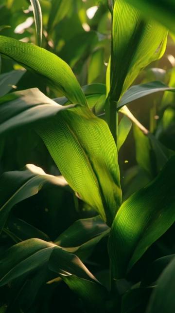 如何科學(xué)種植夏玉米以提高產(chǎn)量和質(zhì)量？