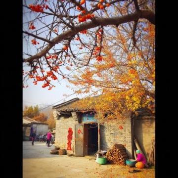 廣西大學生李帥入贅桂林,種植甜脆柿子,日賺500多元