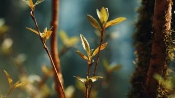 漲知識了！原來這是連翹花小鼓掌這個野花不簡單！