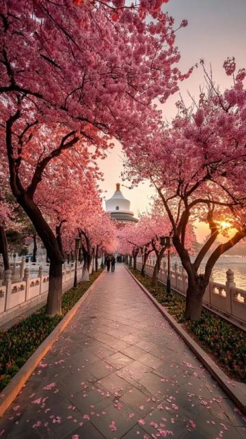 武漢賞櫻攻略：告別日本，體驗荊楚文化盛宴的粉色花海之旅！