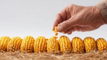 如何科學(xué)種植夏玉米以提高產(chǎn)量和質(zhì)量？