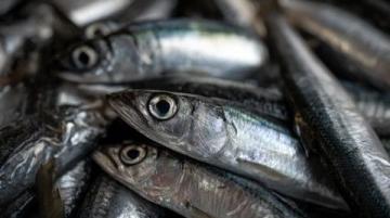 日本人為什么如此鐘愛秋刀魚？營養(yǎng)價(jià)值與文化魅力解析
