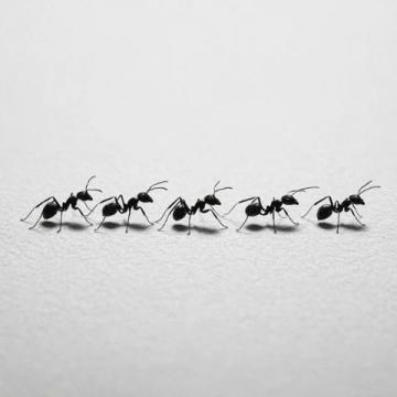 螞蟻上樹的經(jīng)典家常做法